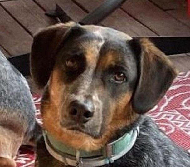 Roxie (Courtesy Listing), a Adoptable mixed breed in Little Rock, AR image 2/5