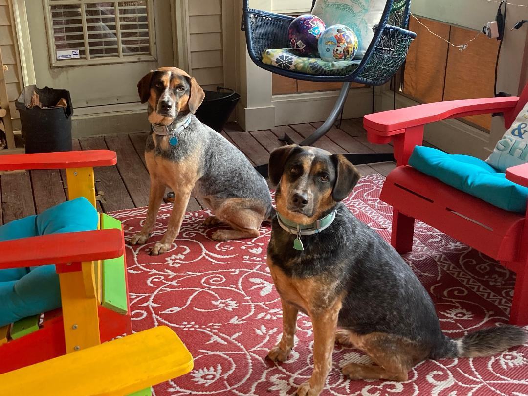 Roxie (Courtesy Listing), a Adoptable mixed breed in Little Rock, AR image 3/5