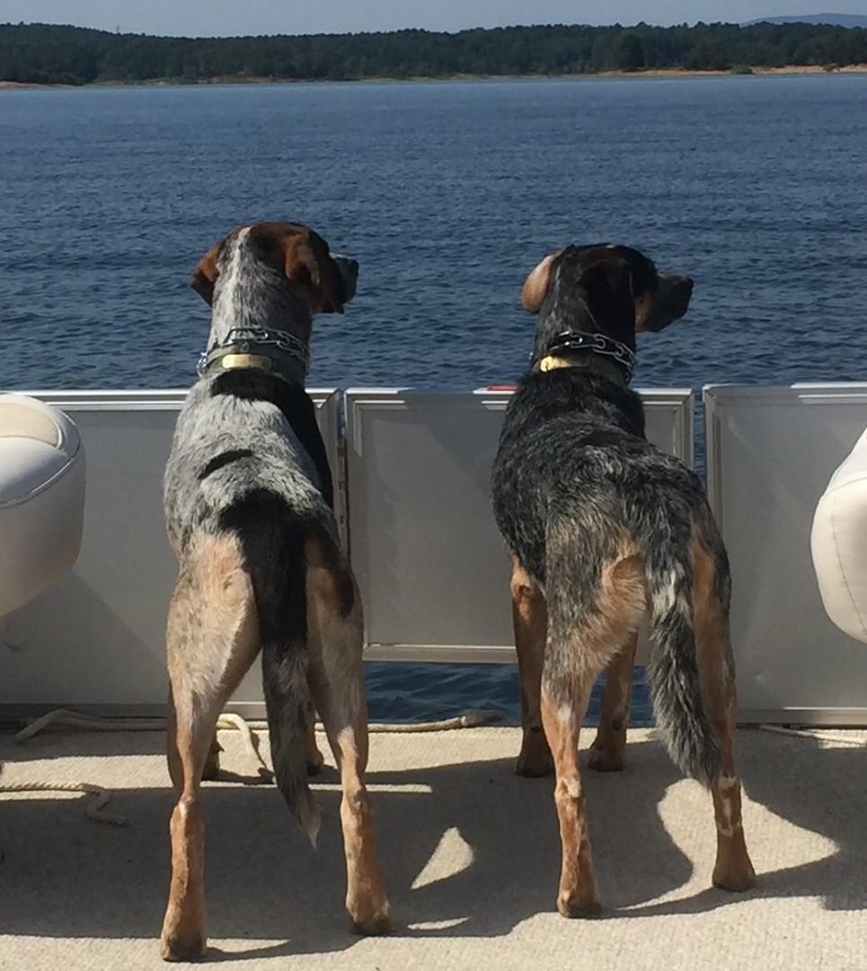 Roxie (Courtesy Listing), a Adoptable mixed breed in Little Rock, AR image 4/5