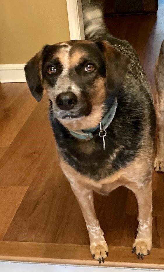 Roxie (Courtesy Listing), a Adoptable mixed breed in Little Rock, AR image 5/5