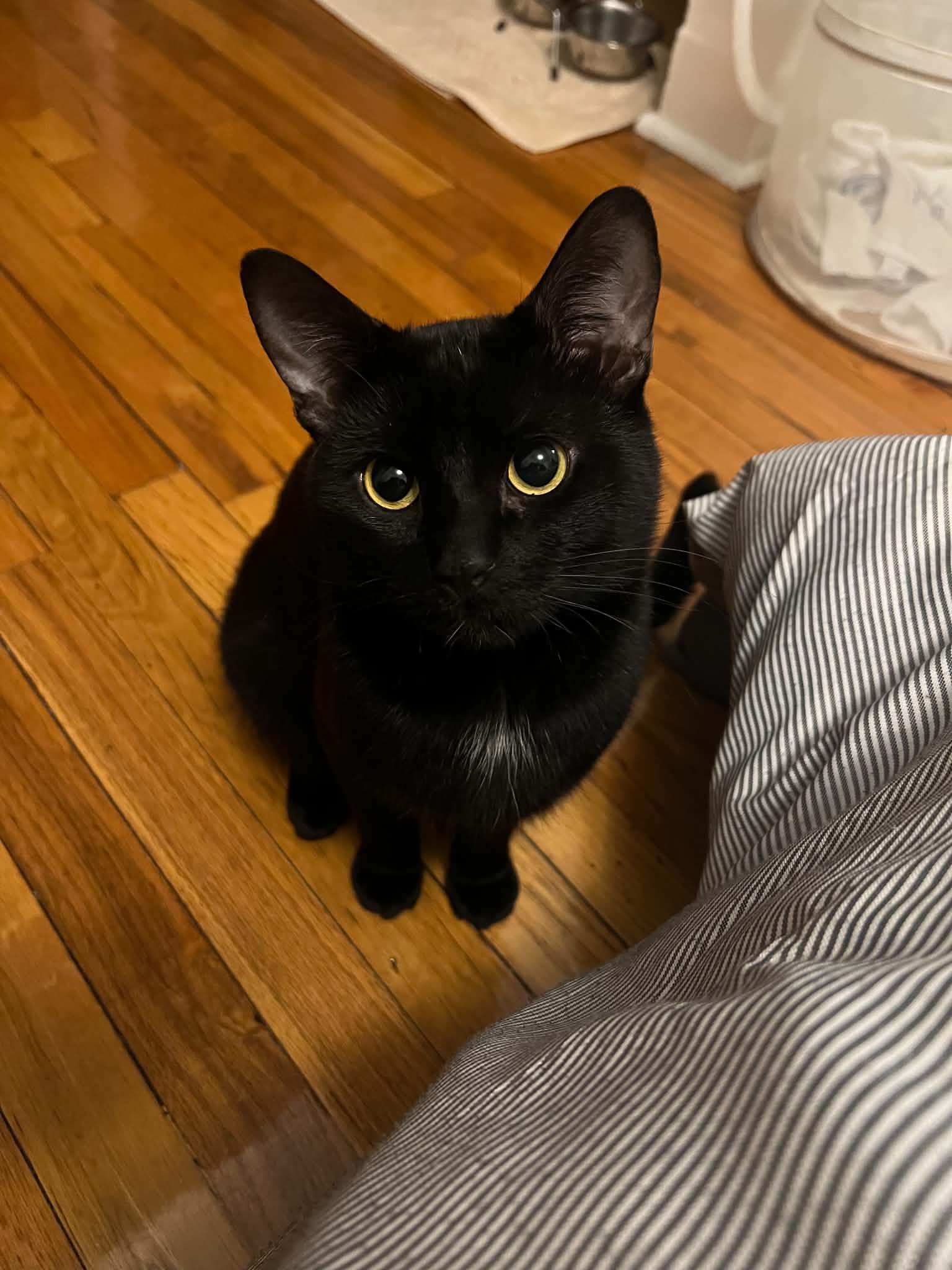 Calcifer, Adopted, Adult Male Domestic Short Hair.