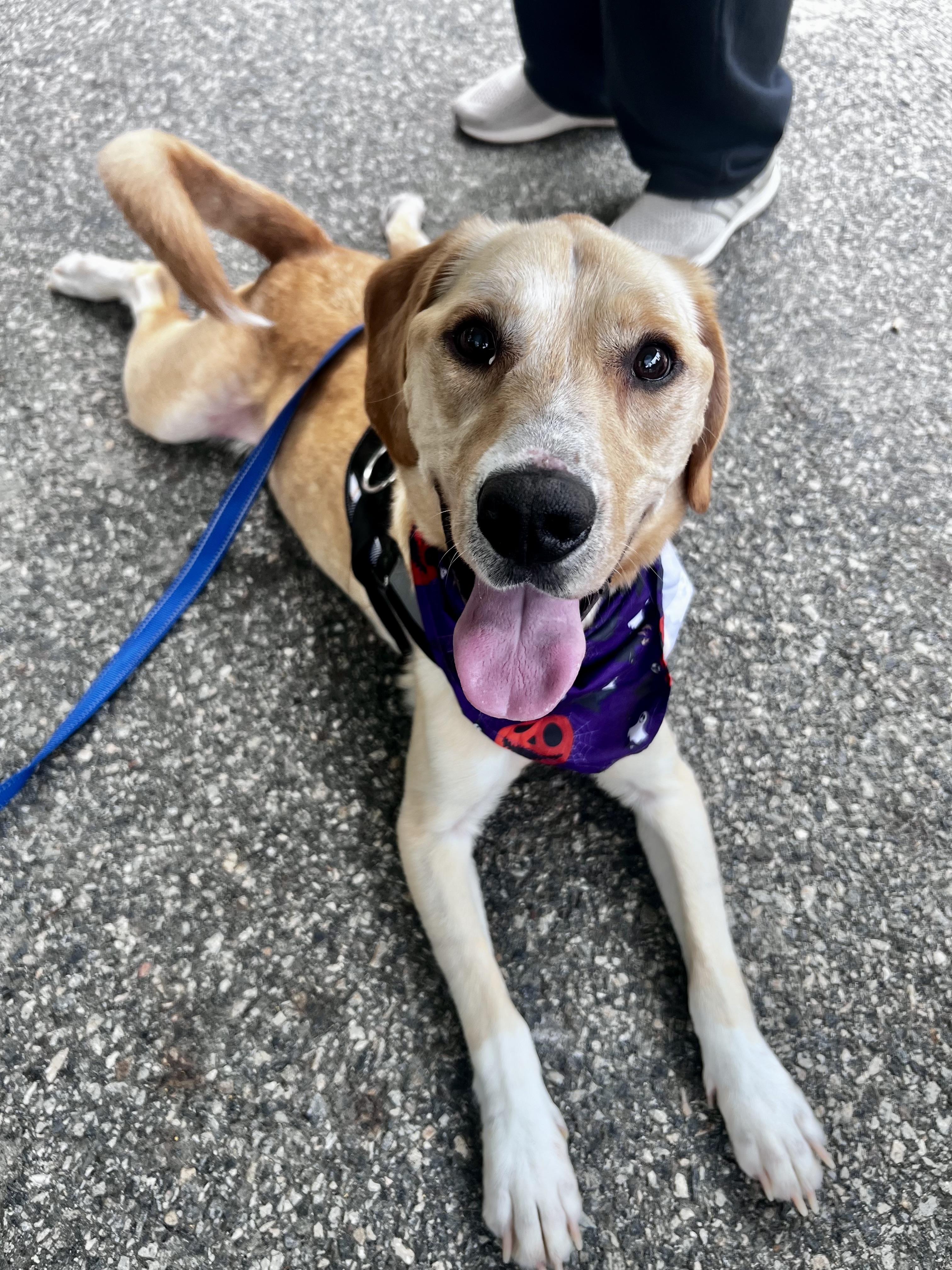 Enlarge Remy, an adoptable mixed breed in Ringwood, NJ image 2/2