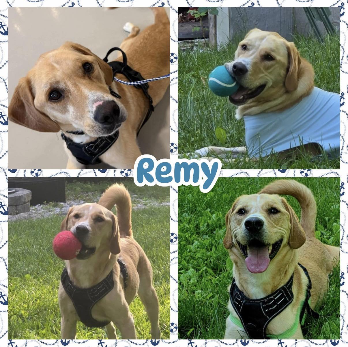 Enlarge Remy, an adoptable mixed breed in Ringwood, NJ image 1/2