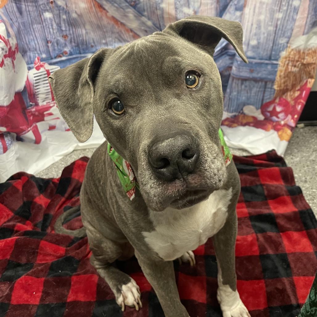 Odyssey, Adoptable, Senior Male Pit Bull Terrier.