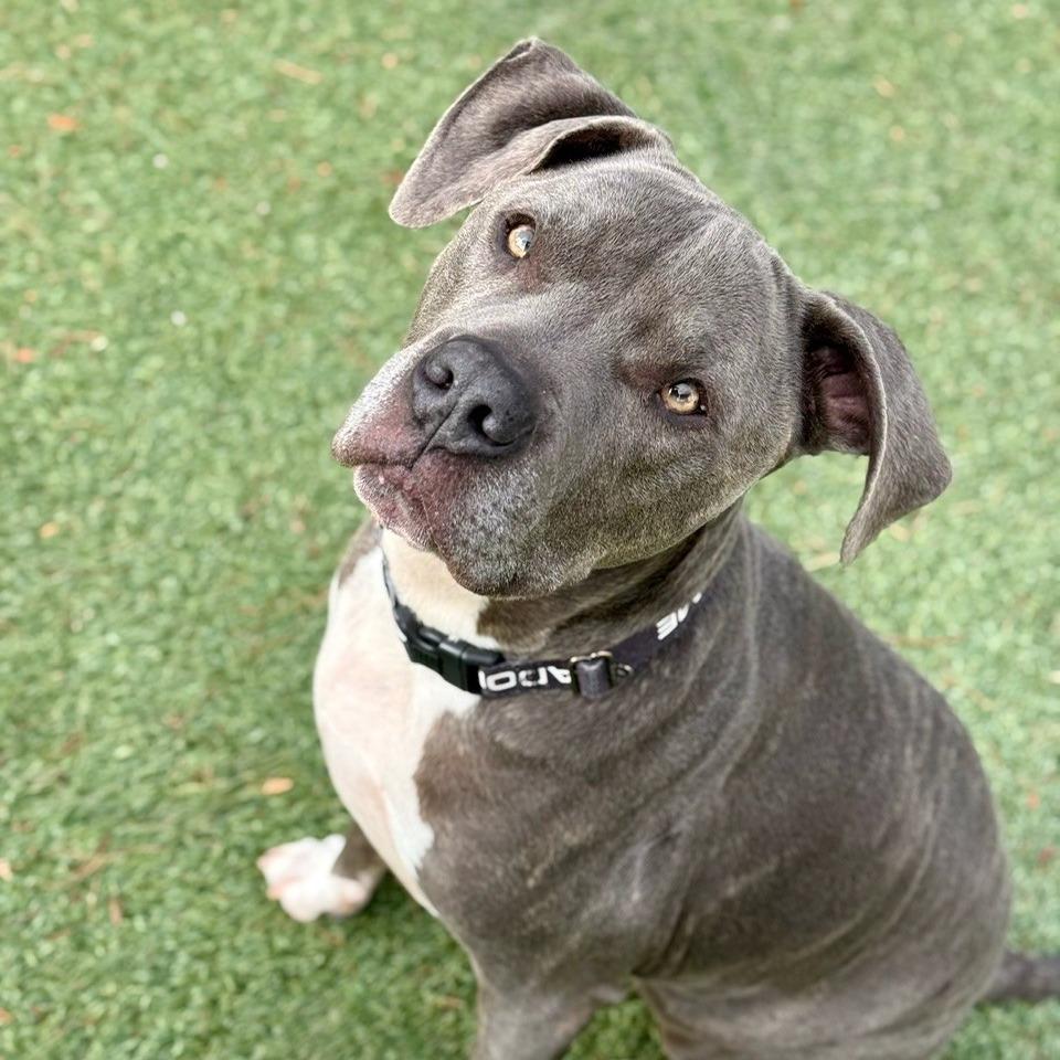 Enlarge Odyssey, a Adoptable Pit Bull Terrier in Henderson, NV image 2/3