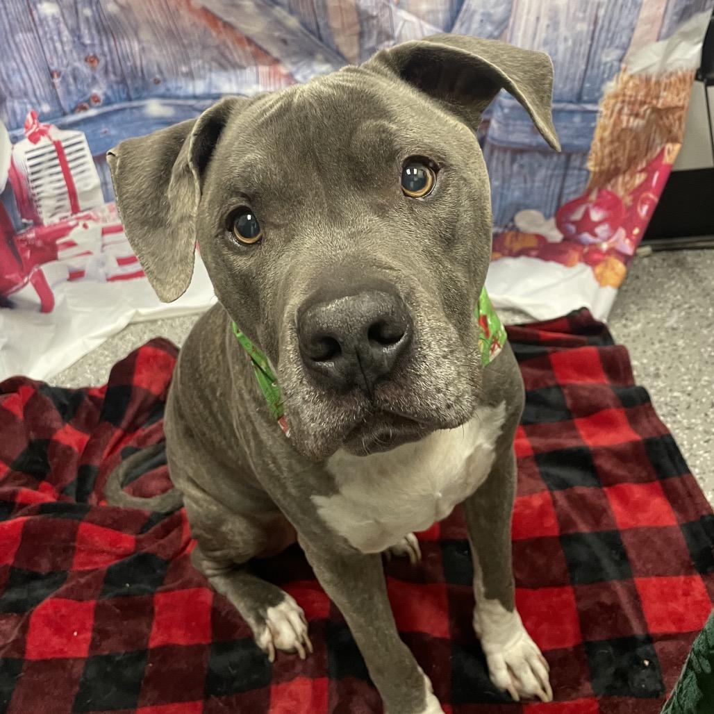 Enlarge Odyssey, a Adoptable Pit Bull Terrier in Henderson, NV image 3/3