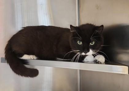 Enlarge Tux, a ADOPTABLE mixed breed in Fairfield, IA image 1/1