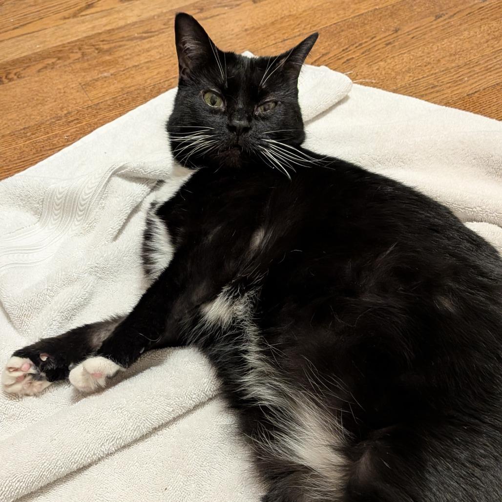 Nespresso, a ADOPTABLE Domestic Short Hair in Evanston, IL image 2/3