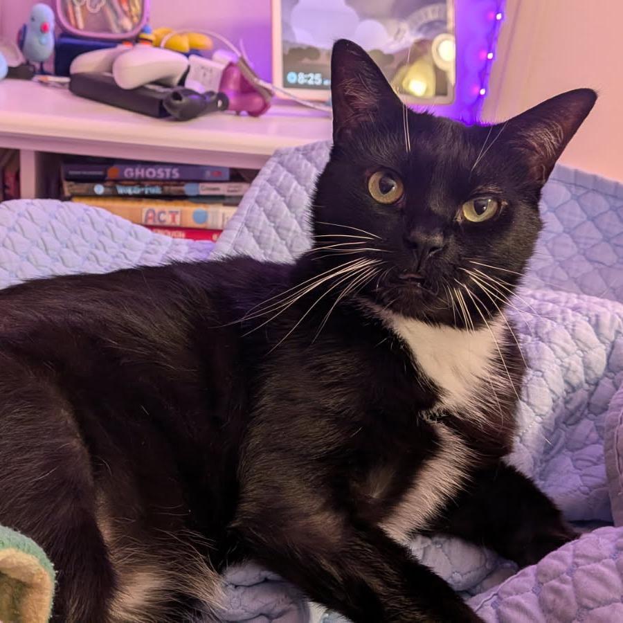 Nespresso, ADOPTABLE, Adult Female Domestic Short Hair.