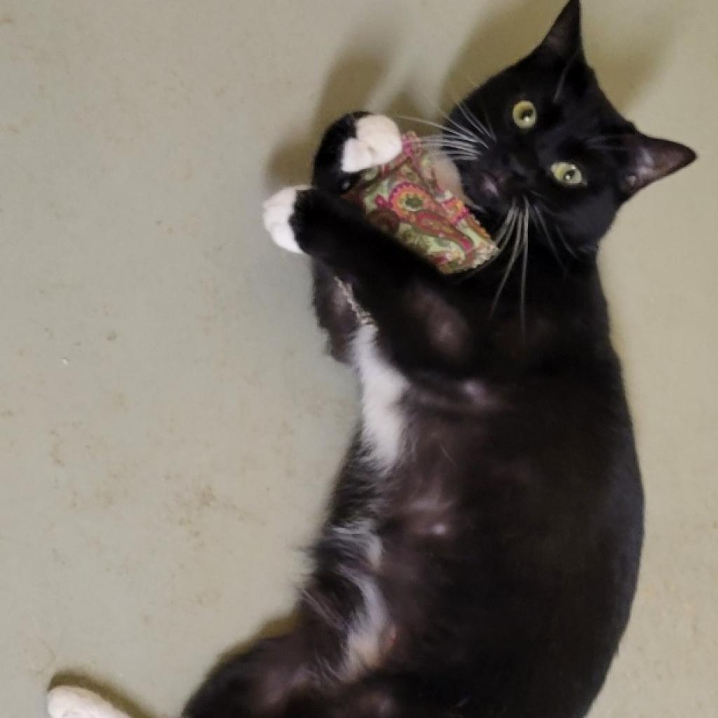 Nespresso, ADOPTABLE, Adult Female Domestic Short Hair.