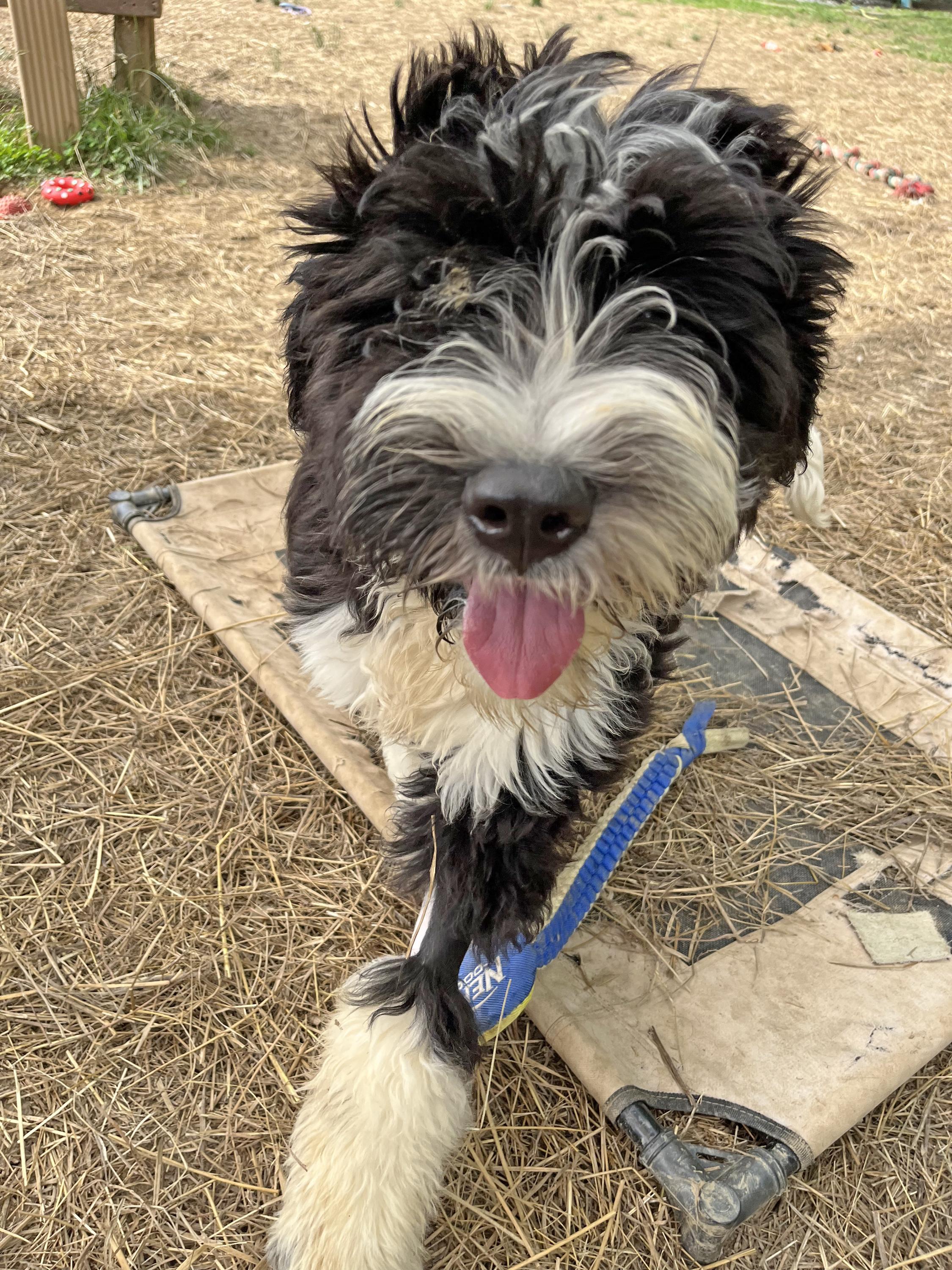 Super Trooper, an adopted mixed breed in Marshall, NC image 1/3