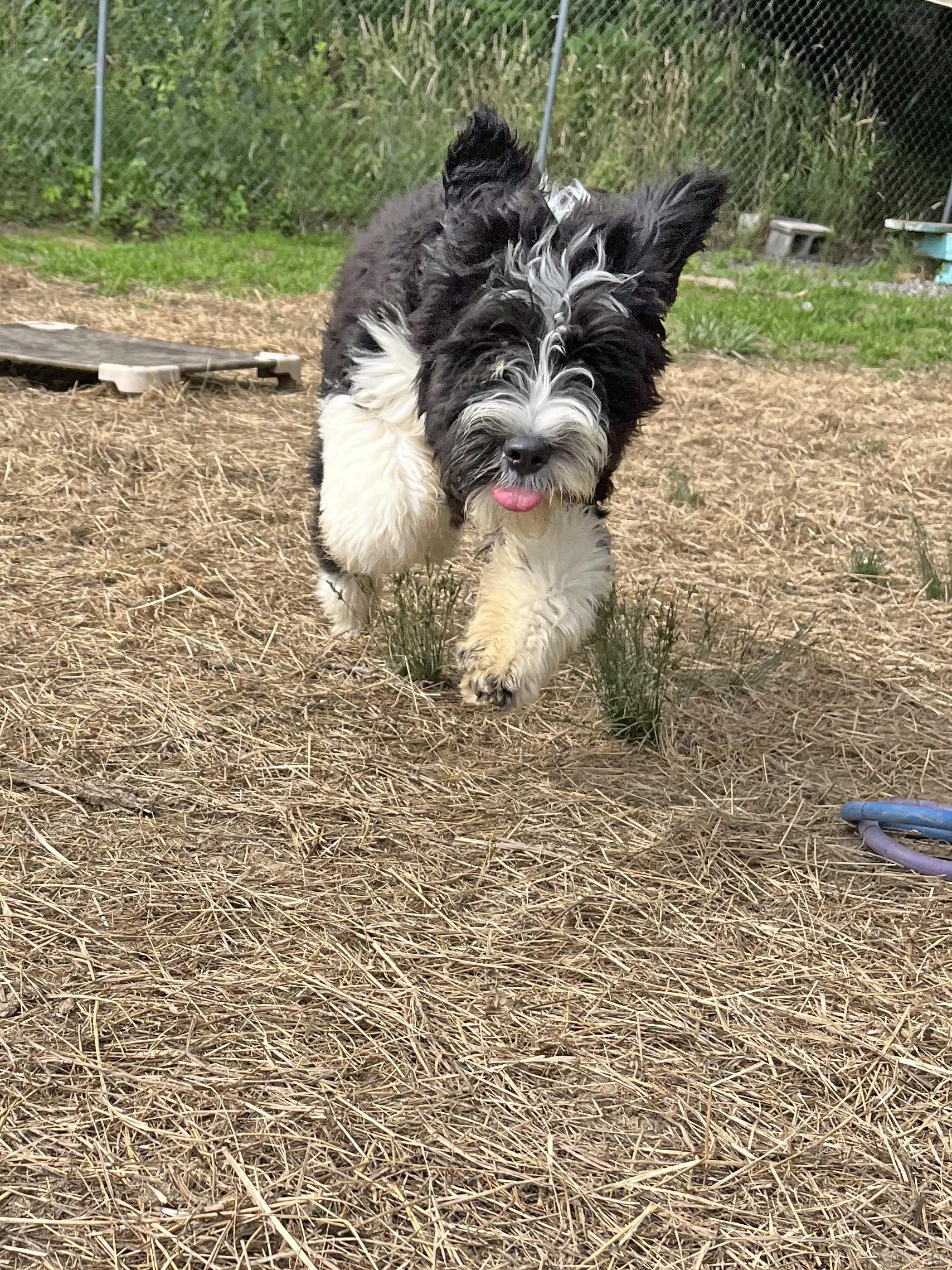Super Trooper, an adopted mixed breed in Marshall, NC image 3/3