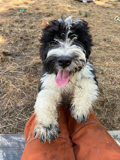 Super Trooper, an adopted mixed breed in Marshall, NC image 2/3