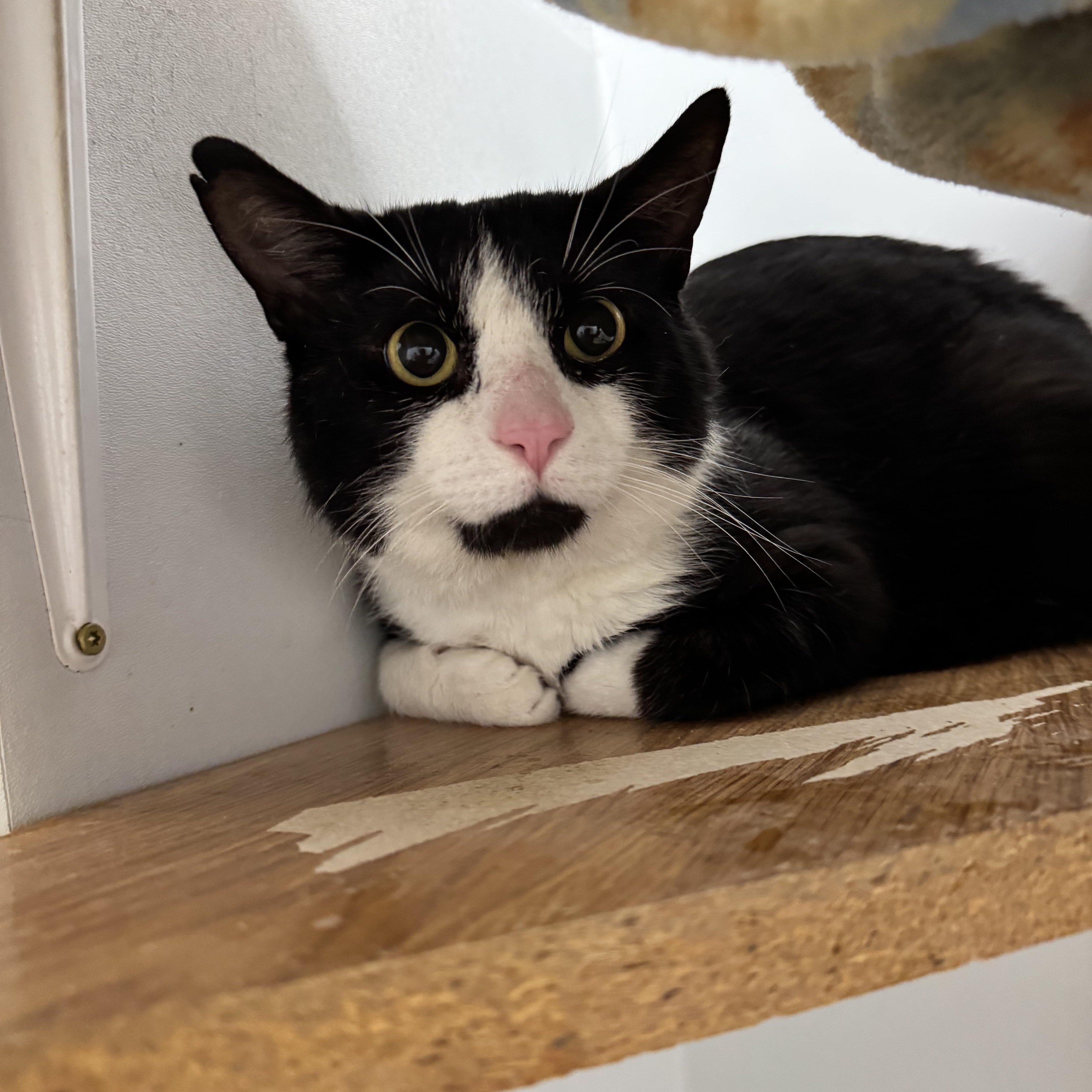 Reed, ADOPTABLE, Senior Male Domestic Short Hair.