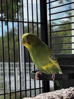 Enlarge Jolly, an adopted Parakeet (Other) in Key West, FL image 1/1