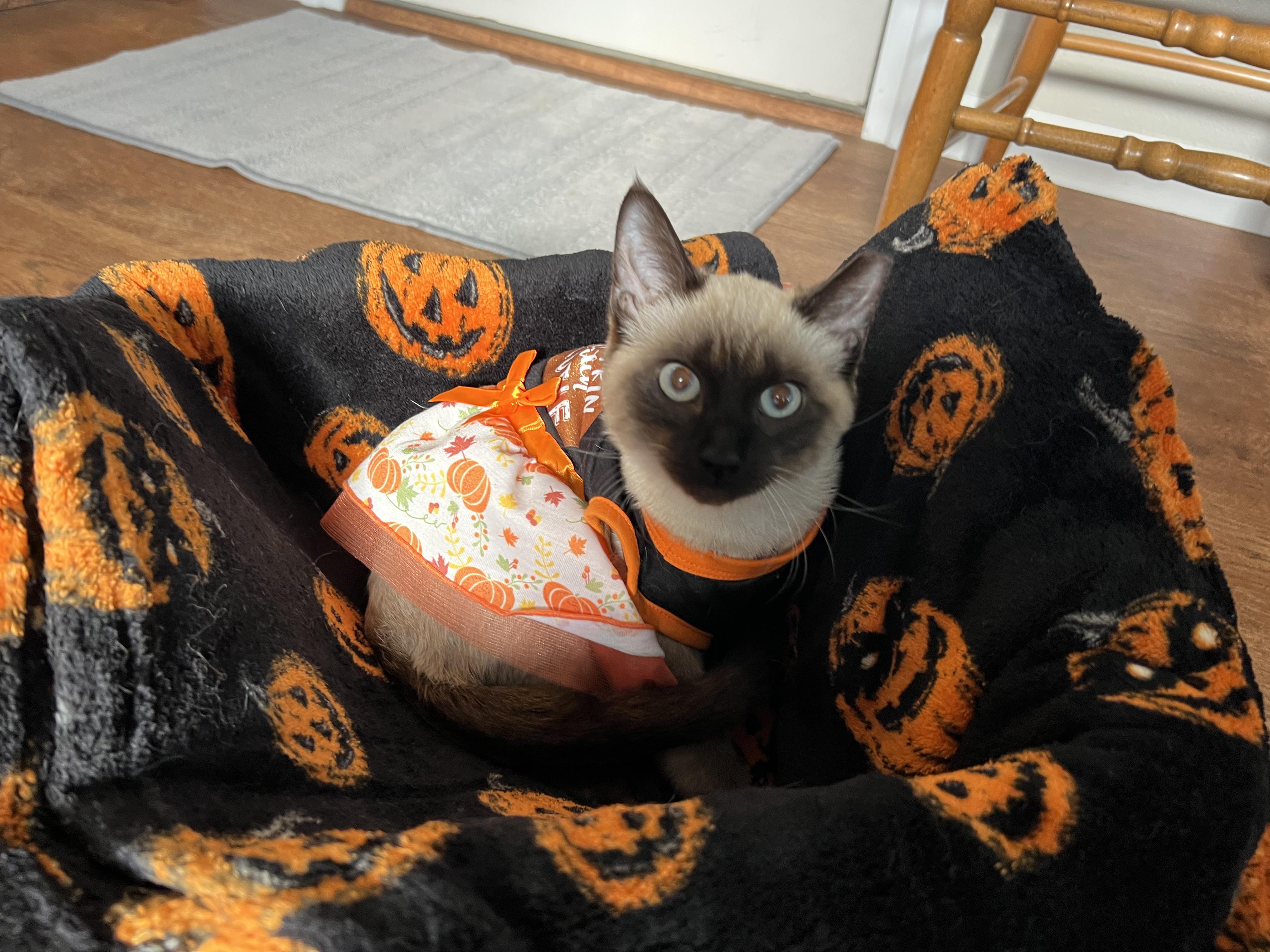 Amaretto, Adopted, Young Female American Shorthair & Siamese.