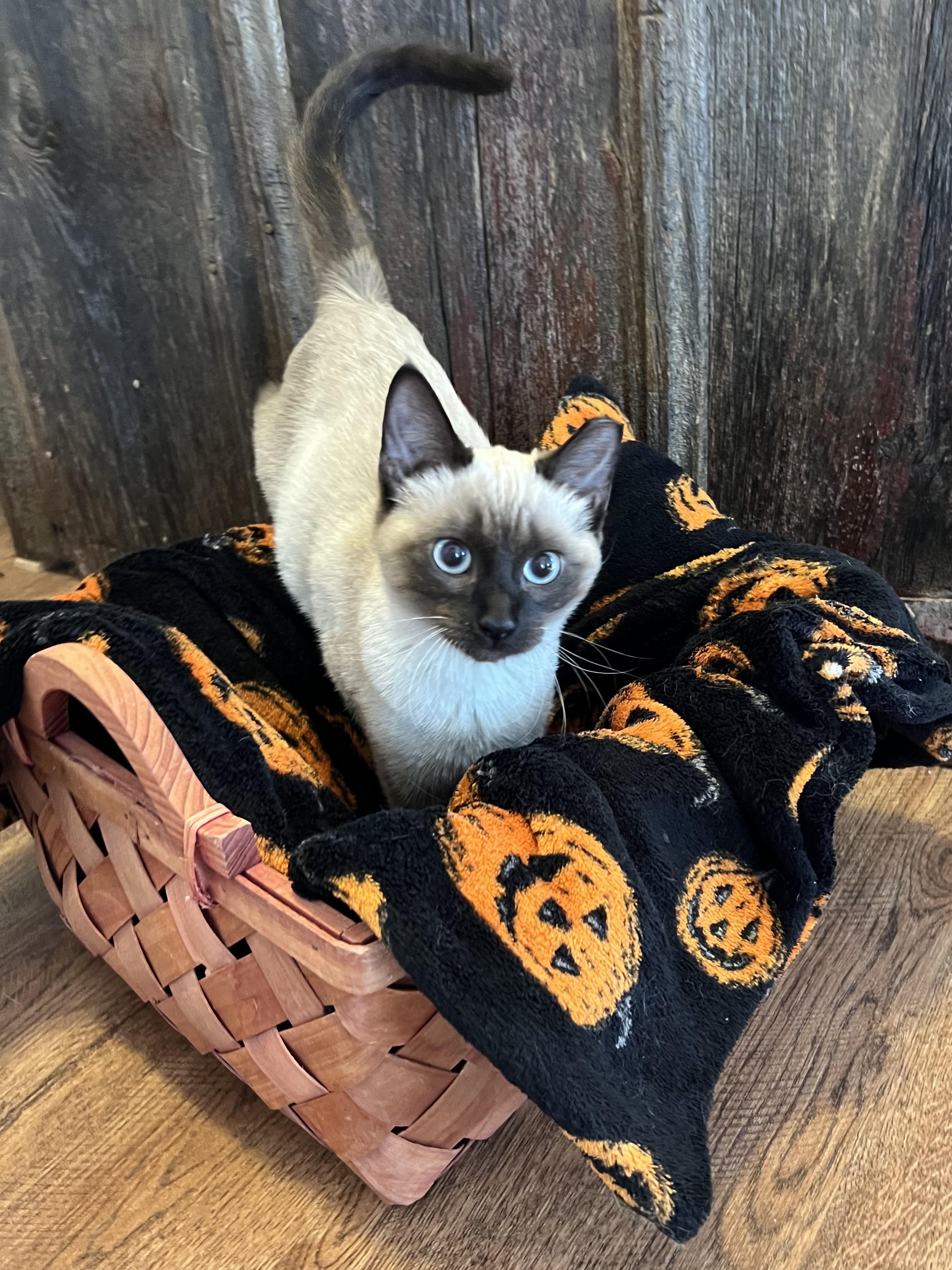 Enlarge Amaretto, a Adopted mixed breed in Tipton, IA image 2/4