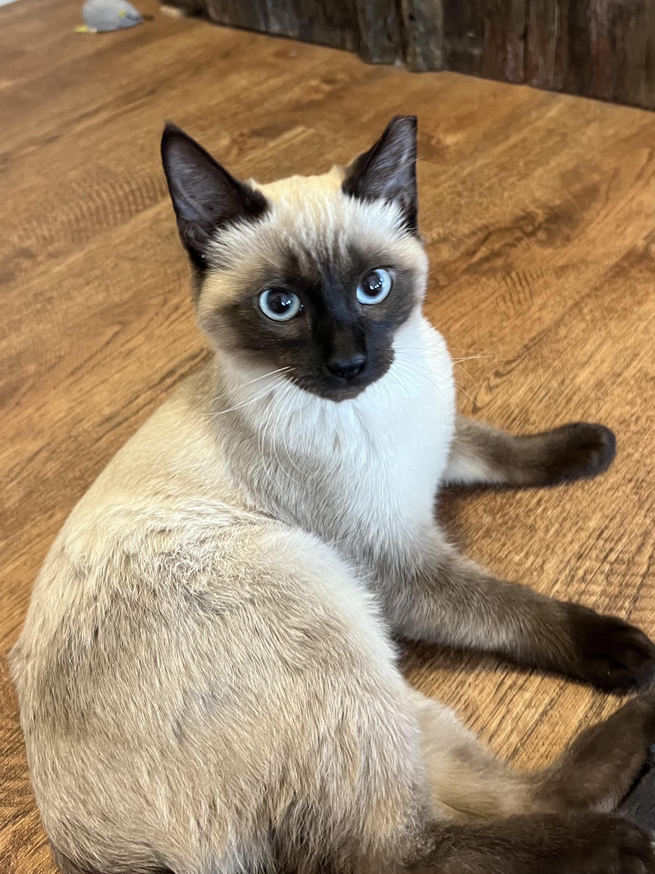 Enlarge Amaretto, a Adopted mixed breed in Tipton, IA image 3/4