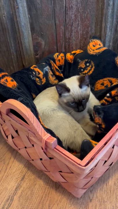 Enlarge Amaretto, a Adopted mixed breed in Tipton, IA video 4/4