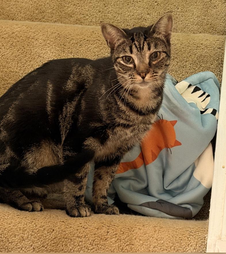 Enlarge Asteroid, a Adoptable American Shorthair in Suffolk, VA image 1/6