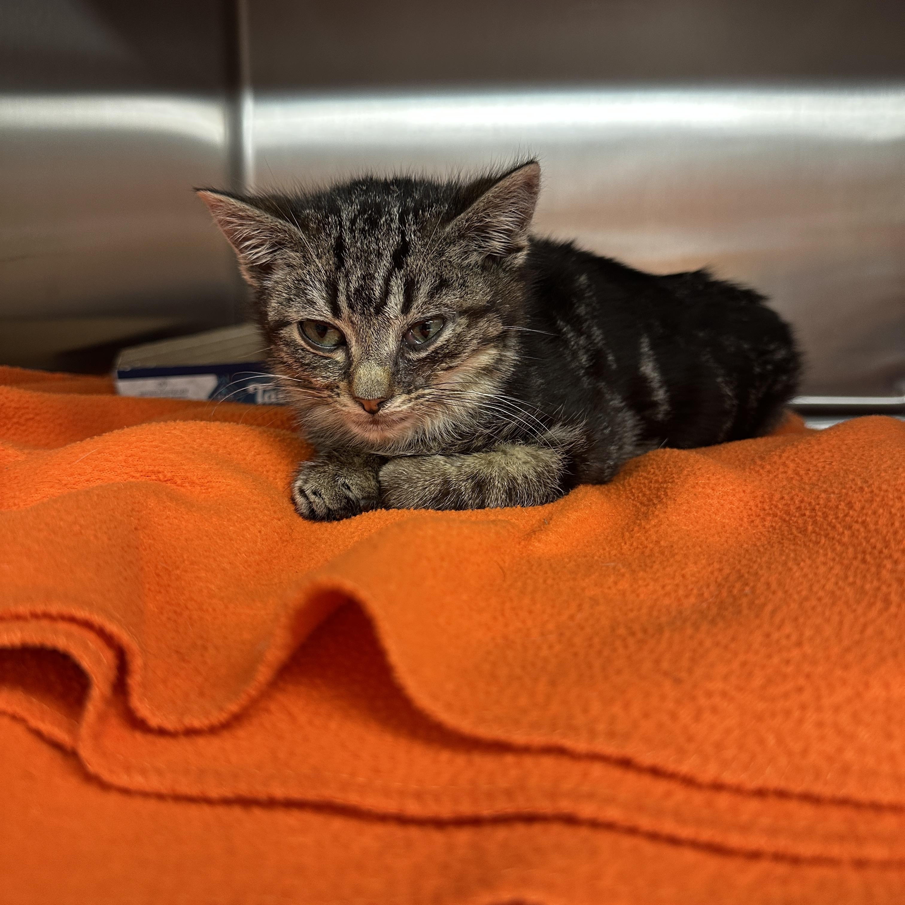 Enlarge Asteroid, a Adoptable American Shorthair in Suffolk, VA image 5/5