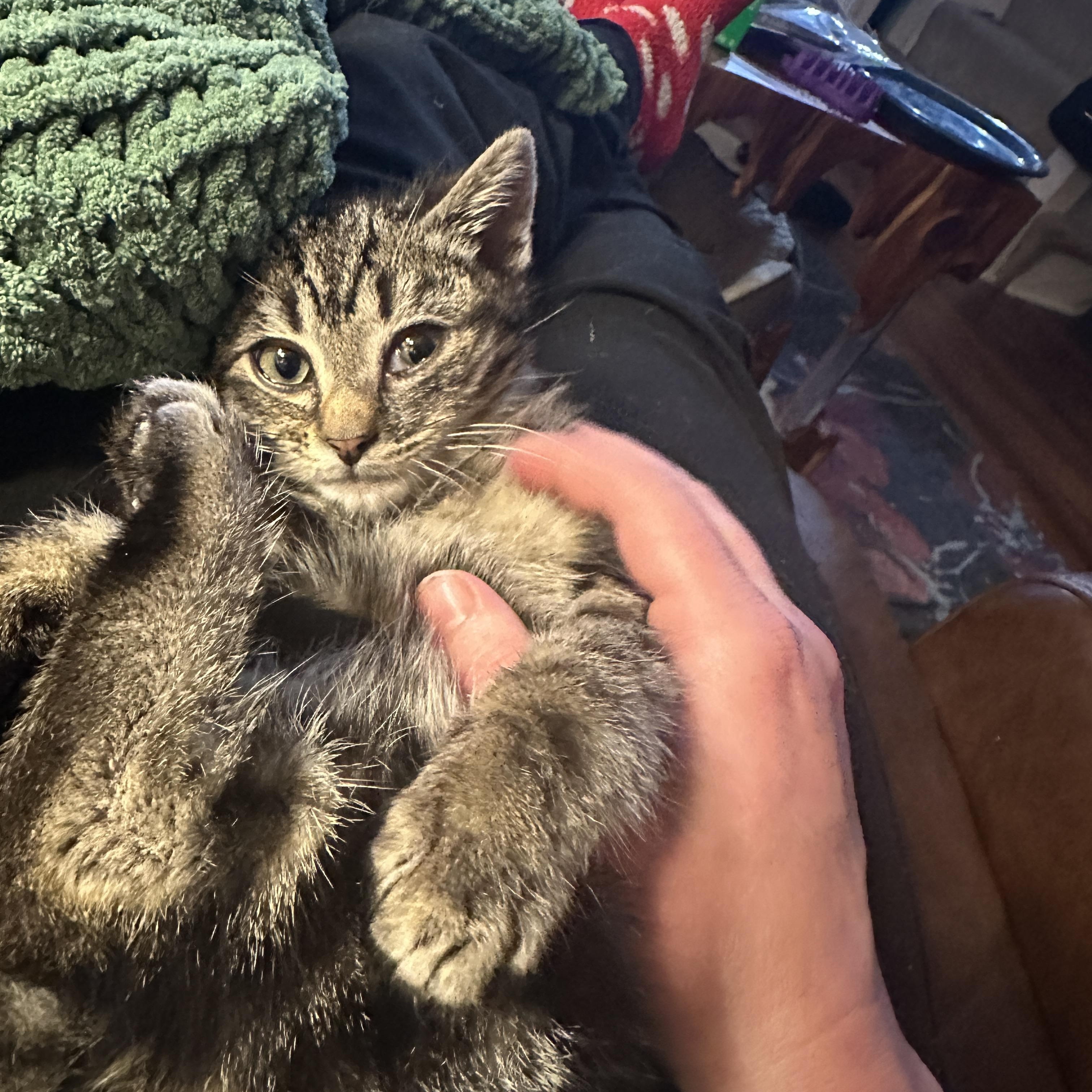 Enlarge Asteroid, a Adoptable American Shorthair in Suffolk, VA image 4/5