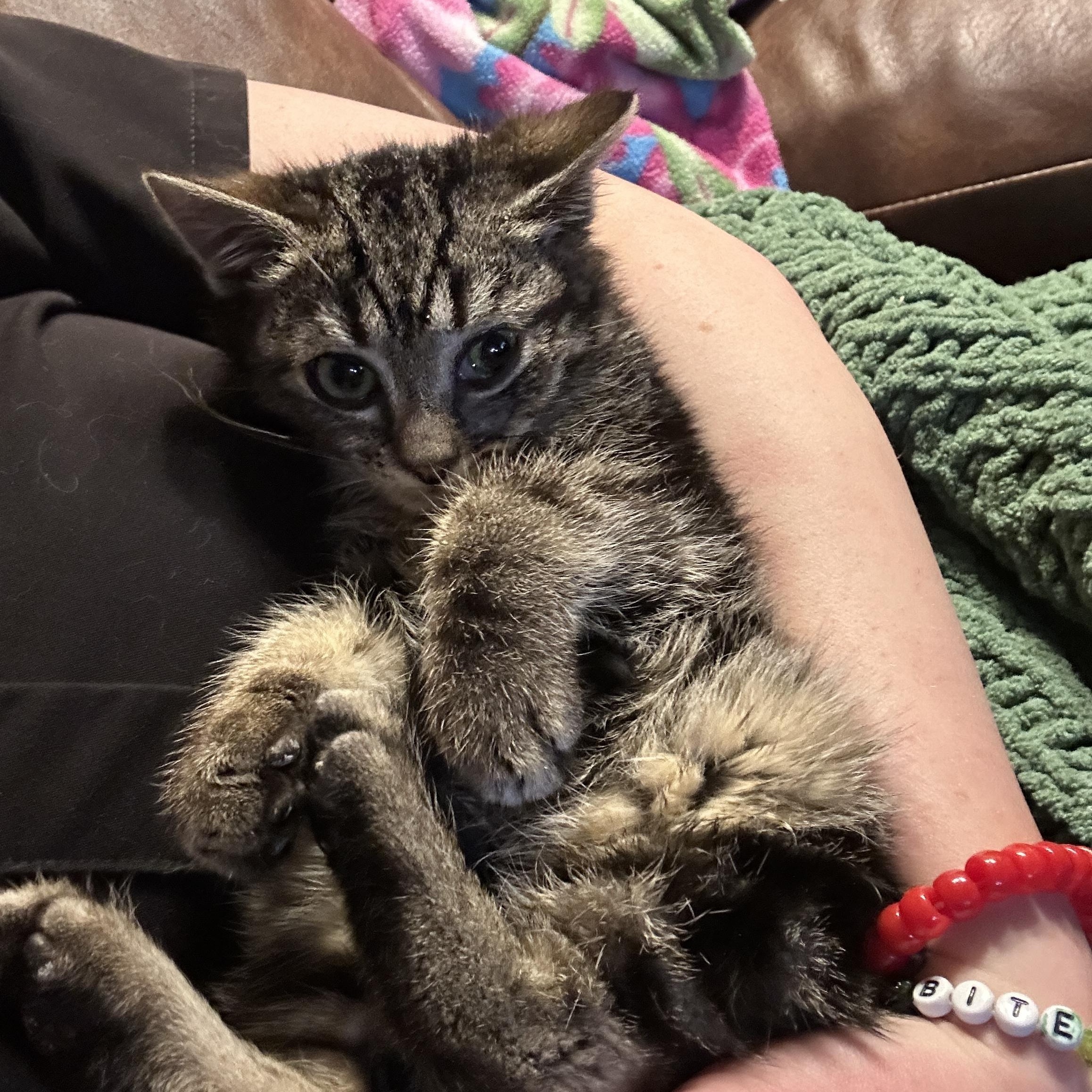 Enlarge Asteroid, a Adoptable American Shorthair in Suffolk, VA image 3/5