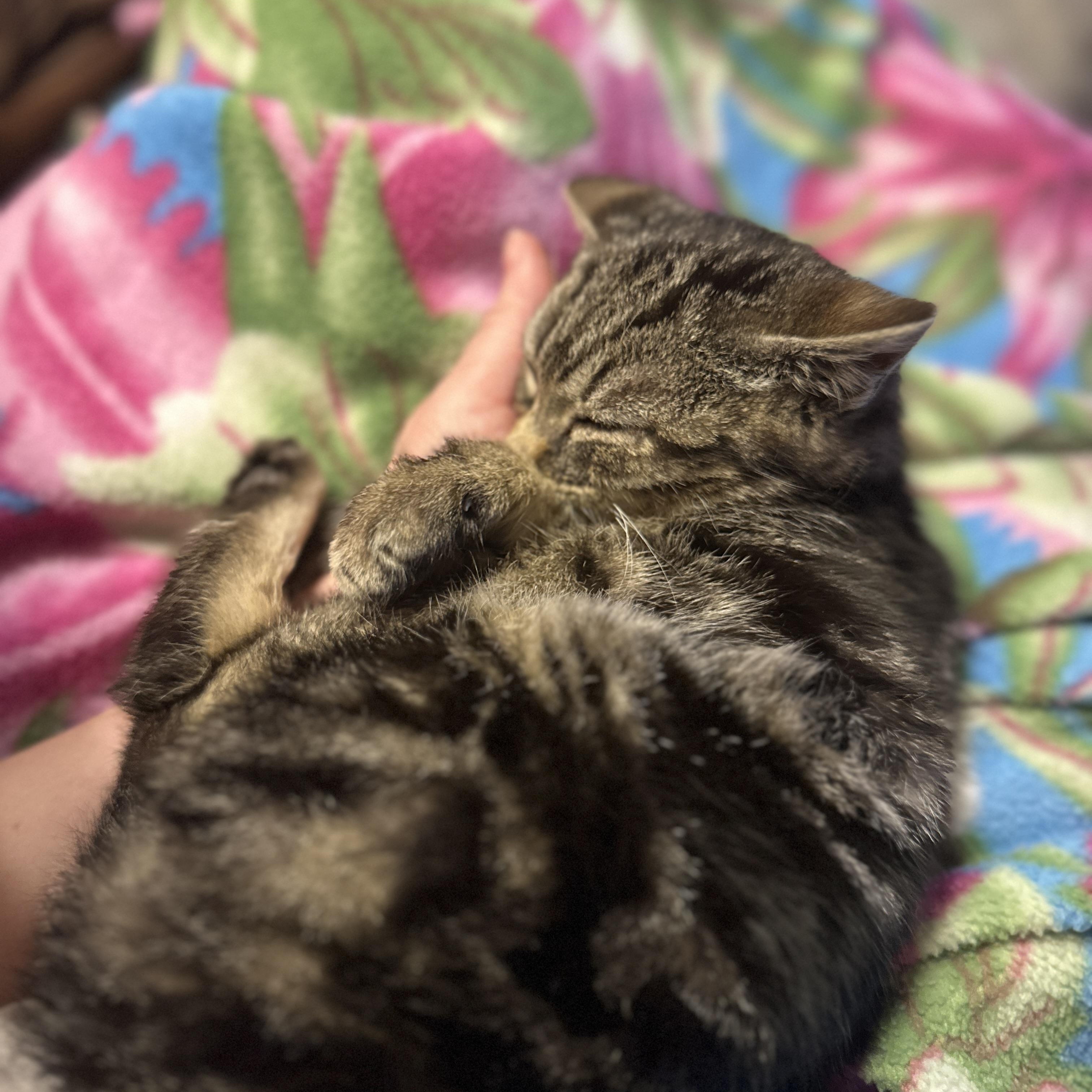 Asteroid, Young Male American Shorthair