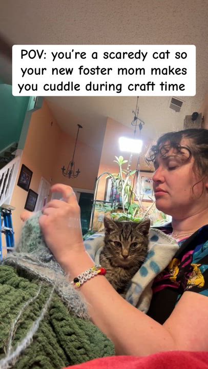 Enlarge Asteroid, a Adoptable American Shorthair in Suffolk, VA video 2/5