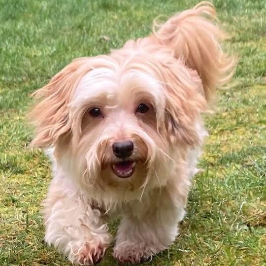Enlarge Mouse, an adopted Havanese in Port Angeles, WA image 6/6