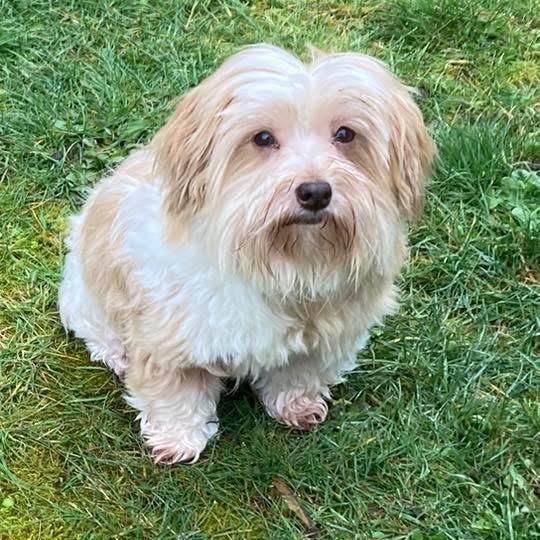 Mouse, adopted, Senior Female Havanese.