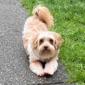 Enlarge Mouse, an adopted Havanese in Port Angeles, WA image 4/6