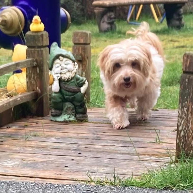 Enlarge Mouse, an adopted Havanese in Port Angeles, WA image 2/6