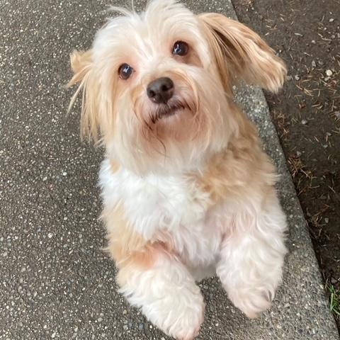 Enlarge Mouse, an adopted Havanese in Port Angeles, WA image 3/6