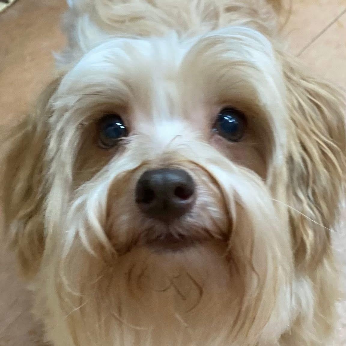 Enlarge Mouse, an adopted Havanese in Port Angeles, WA image 5/6