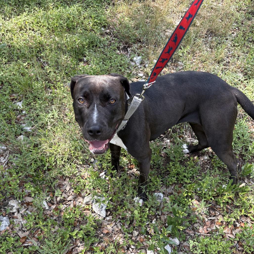 Enlarge Noelle, a Adoptable Mixed Breed in San Antonio, TX image 1/6