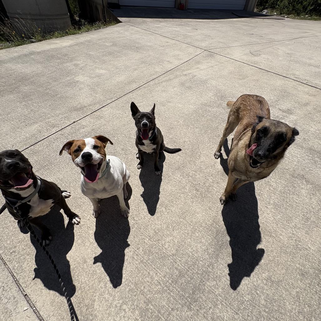 Enlarge Noelle, a Adoptable Mixed Breed in San Antonio, TX image 2/6