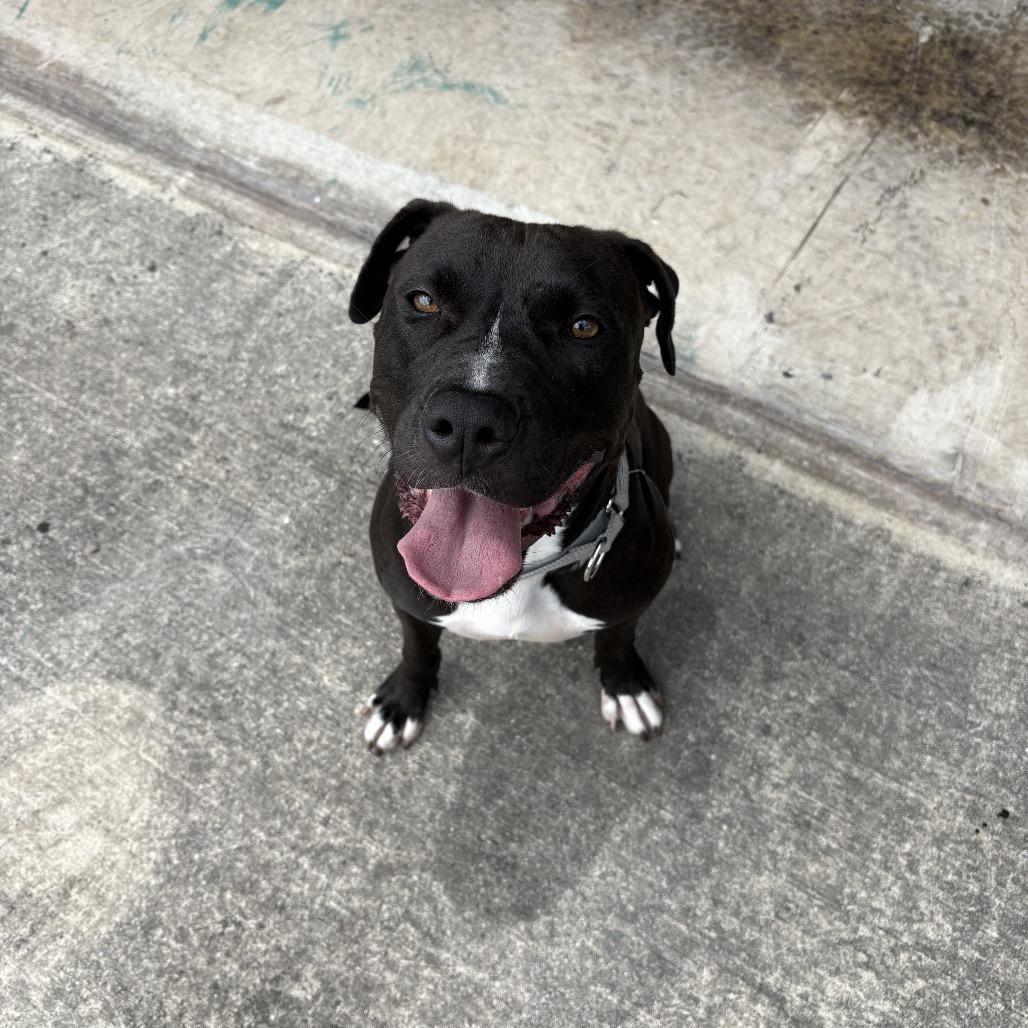 Enlarge Noelle, a Adoptable Mixed Breed in San Antonio, TX image 3/6