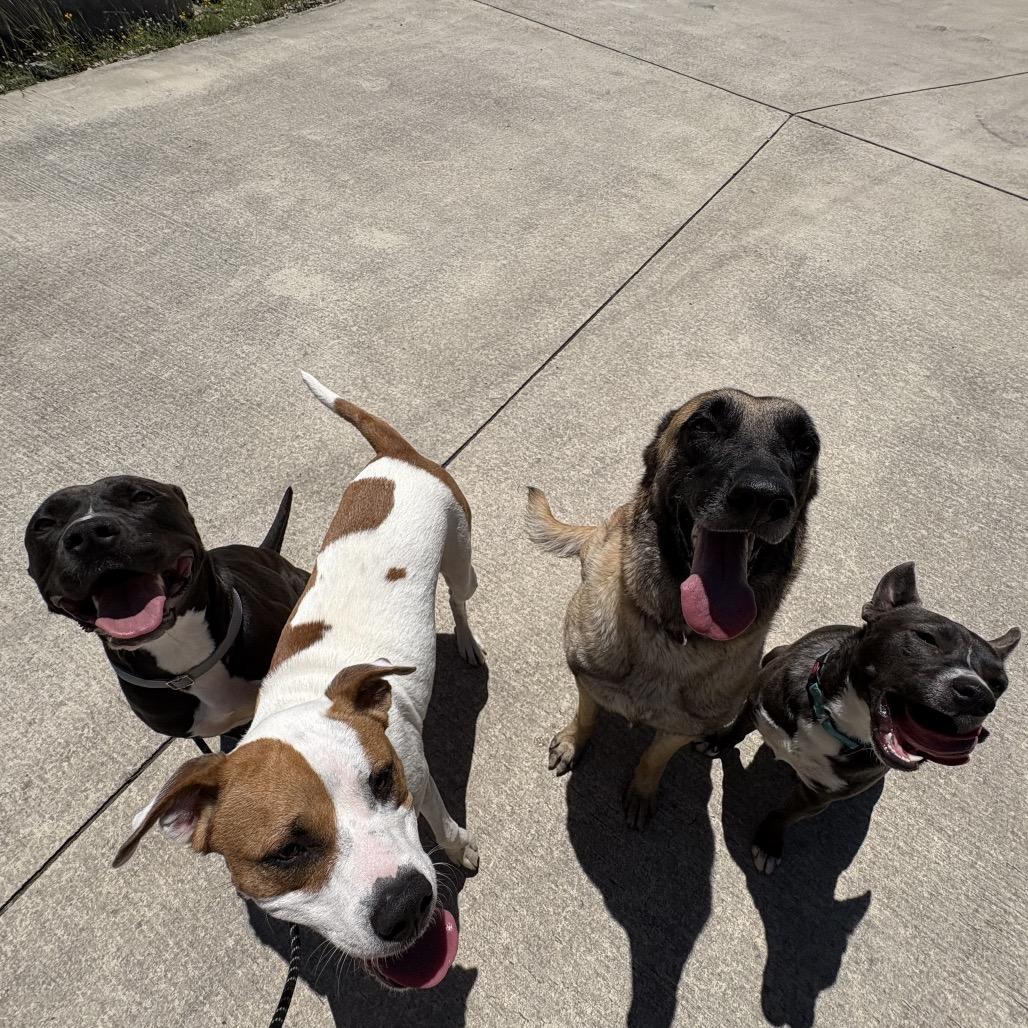 Enlarge Noelle, a Adoptable Mixed Breed in San Antonio, TX image 4/6