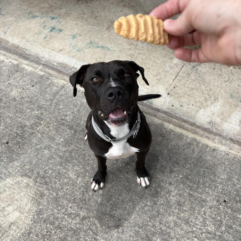 Enlarge Noelle, a Adoptable Mixed Breed in San Antonio, TX image 5/6