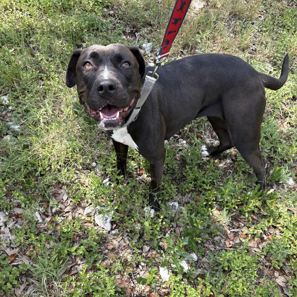 Enlarge Noelle, a Adoptable Mixed Breed in San Antonio, TX image 6/6