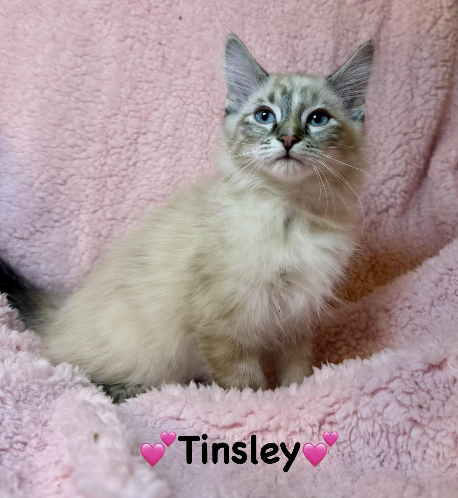 Tinsley, adopted, Kitten Female Siamese.