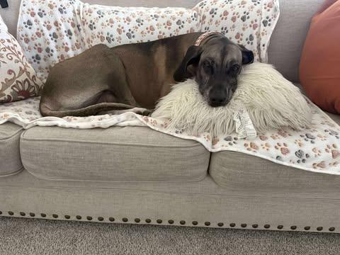 Duchess, Adoptable, Adult Female Great Dane.