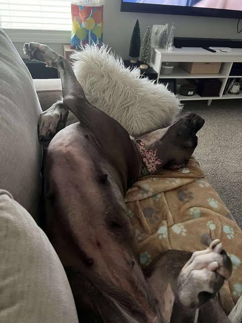 Duchess, Adoptable, Adult Female Great Dane.