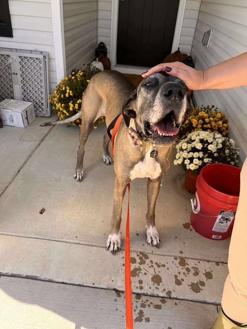 Duchess, Adoptable, Adult Female Great Dane.
