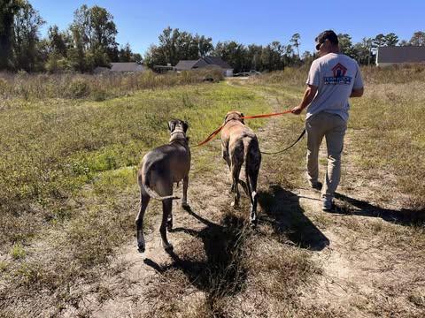 Duchess, a Adoptable Great Dane in Fayetteville, NC image 6/6