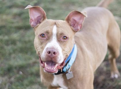 Maggie Mae, ADOPTABLE, Adult Female Mixed Breed.