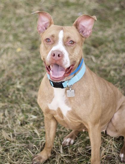 Maggie Mae, a ADOPTABLE Mixed Breed in Hamilton, OH image 2/2
