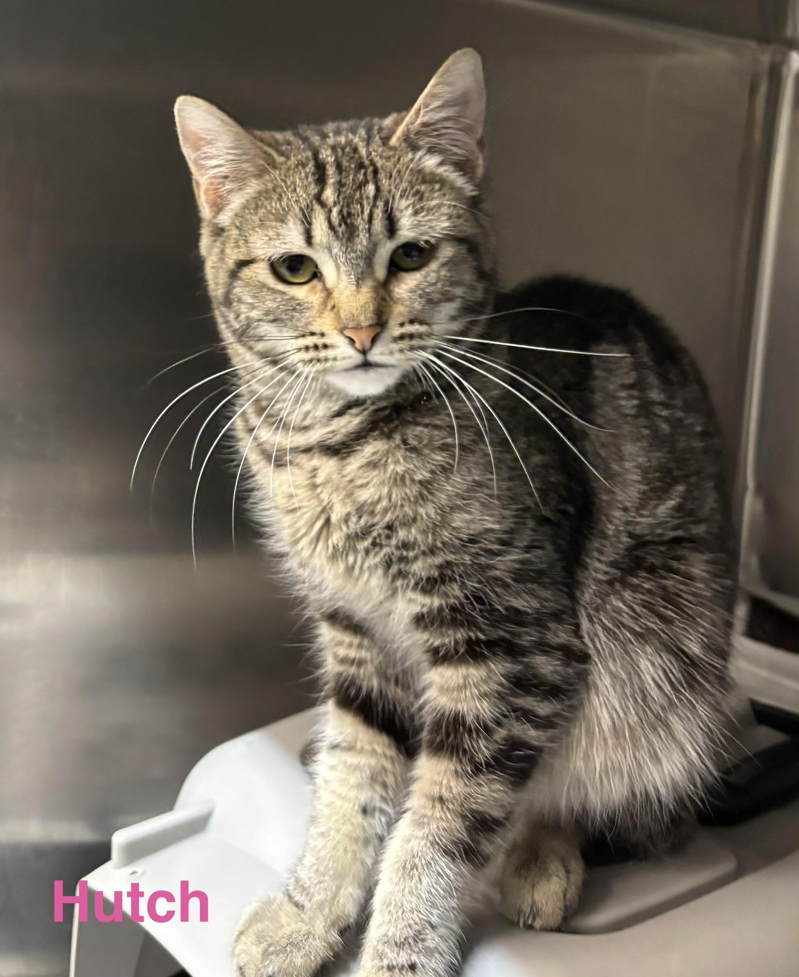 Enlarge Hutch, a ADOPTABLE Tabby in Las Vegas, NV image 1/1