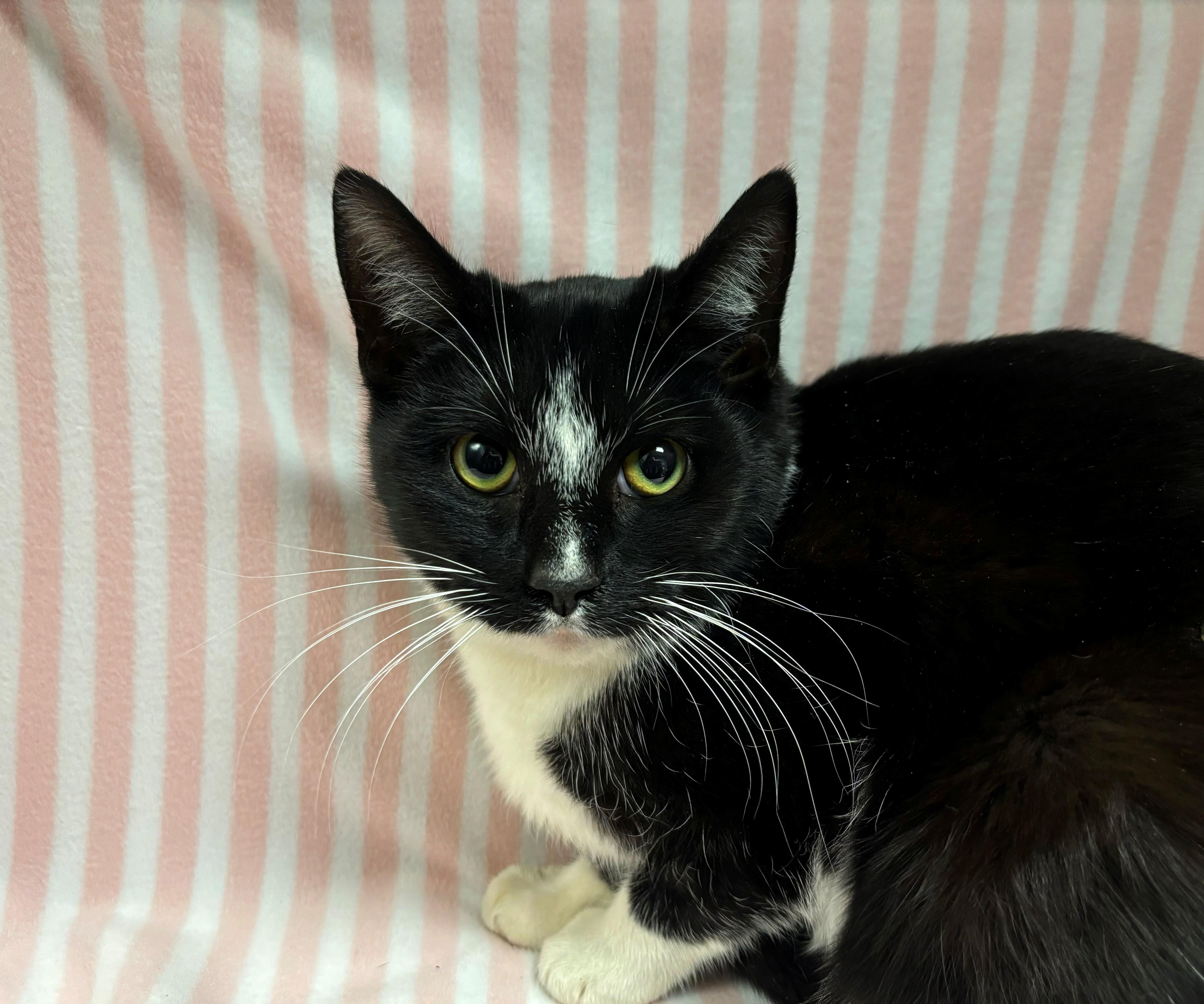 Enlarge Frodo, a ADOPTABLE Domestic Short Hair in Edinburg, VA image 1/1